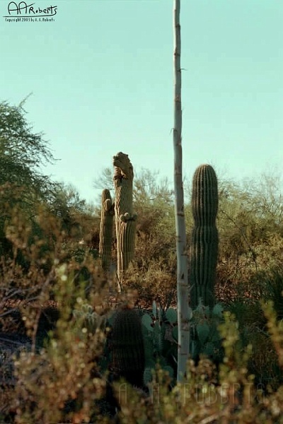 Tall Cactus.jpg - More tall spindily cactus.